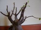 Ficus microcarpa cv. Ginseng