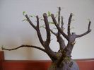 Ficus microcarpa cv. Ginseng
