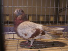 gagiu 2