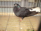 negru codalb 1