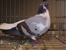var 7