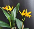 Aurantica x Laelia
