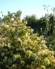 lonicera flowers