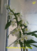 Dendrobium Spring Dream