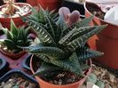 Haworthia limifolia