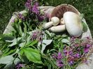 Bunatati la Alpine , ciuperci si zburatoare planta melifera bogata in vitamina C