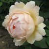 trandafir-romantic-wollerton-old-hall (1)