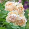 trandafir-romantic-wollerton-old-hall
