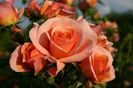 trandafir-aprikola 4