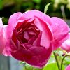 royal-jubilee-trandafir-gradina-bijoux3