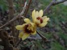 18 febr. 2019: Arbustul zanei (Chimonanthus praecox)