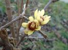 18 febr. 2019: Arbustul zanei (Chimonanthus praecox)