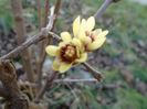 18 febr. 2019: Arbustul zanei (Chimonanthus praecox)