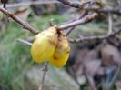18 febr. 2019: Arbustul zanei (Chimonanthus praecox)