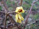 18 febr. 2019: Arbustul zanei (Chimonanthus praecox)
