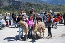 Copii cu rasa Toggenburg-43