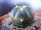 Gymnocalycium horstii
