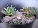 Marlothistella ubiondalensis & Aloinopsis schooneesii