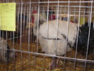 PB142513