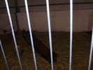 PB142518