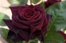 Rose Black Baccara - 2