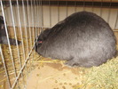 PB142532