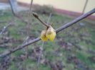 Arbustul zanei (Chimonanthus praecox)