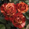 TropicalLightningClimberRose- 1