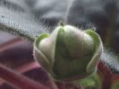 AV Wild Hops