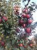 IMG-20181010-WA0010