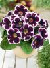 gloxinia kaiser wilhelm