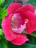 thumbnail (54)