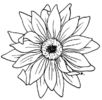 black-and-white-sunflower-drawing-9TpeRK5ac