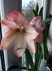 Aple Blossom