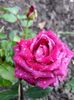 received_1030944217081242