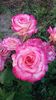 received_1045685152273815