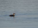 25bT - Corcodel mare