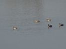 81aT - Rata Garganey