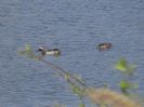81bT - Rata Garganey