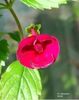 Rf_s Mexican Velvet