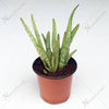 Aloe vera 0721339995 barbadensis miller bucuresti pepeniera gradina