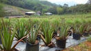 Aloe 0721339995 Barbadensis miller Bucuresti Gradina Pepeniera