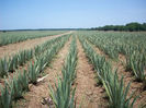 Barbadensis Miller Aloe Vera 0721339995 Garadina Bucuresti Pepeniera