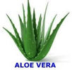 Aloe vera 0721339995 Bucuresti Pepeniera Gradina