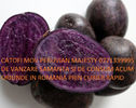 purple_potatoes_0721339995 romania