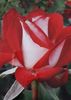 trandafir-teahibrid-allianz-ciumbrud-plant_1_