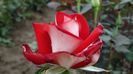 trandafir-teahibrid-allianz-ciumbrud-plant_4_