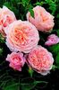 Old English garden beauties - roz