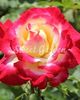 Rosa_'Double_delight'_1977