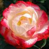 trandafir_double_parfume